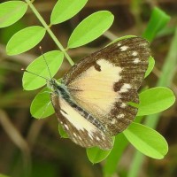 Colotis amata Fabricius, 1775